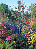 Malus 'Rewena' (Apples), Aster, Chrysanthemum