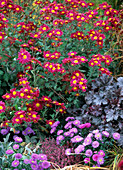 Chrysanthemum 'Oury' (Chrysanthemums)