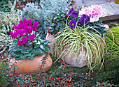 Terracottaherzen bepflanzt mit Cyclamen