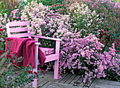 Pink autumn perennials in the garden