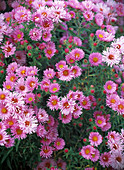 Aster novae-angliae 'Barr's Pink' (leafy aster)