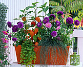 Autumnal flower box in orange and purple