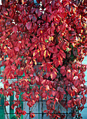 Herbst Kletterpflanzen Herbstfärbung Parthenocissus