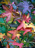 Liquidambar (Amberbaum) in Herbstfärbung