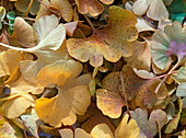 Laub von Ginkgo biloba (Ginkgo) in Herbstfärbung