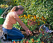 Frau pflanzt Zwiebeln von Narcissus (Narzissen) in Beet mit Zinnia (Zinnien)