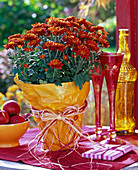 Chrysanthemum (rote Chrysantheme)