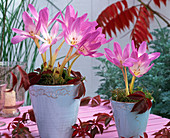 Colchicum autumnale 'Lilac Wonder' (meadow saffron) in glazed pots