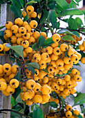 Berries of Pyracantha coccinea 'Soleil d'Or' (Firethorn)