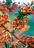 Pyracantha coccinea 'Teton' (firethorn), branch with berries
