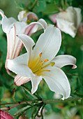 Blossoms of Lilium regale (royal lily), fragrant!