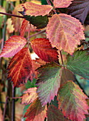 Rubus 'Loch Ness' (Brombeere), Herbstfärbung