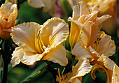 Flowers of Hemerocallis 'Earth Angel' (Daylily)