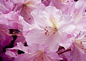 Rosa Blüten von Rhododendron fortunei (Alpenrose), Wildform mit herrlich duftenden Blüten