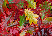 Leaves of Quercus rubra (red oak) in autumn colours