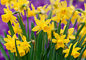 Gelbe Blüten von Narcissus 'Tete-a-Tete' (Narzissen)