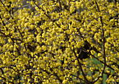 Cornus mas (dogwood) in flower