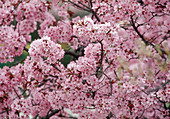 Prunus cerasifera 'Nigra' (Blutpflaume) in Blüte