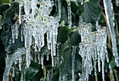 Icicles on fruits of Hedera (Ivy)
