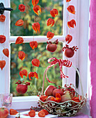 Physalis (Lampions) aufgefädelt ins Fenster gehängt, Malus (Äpfel), Korb