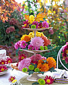 Chrysanthemum (Herbstchrysanthemen), Blätter von Quercus (Eiche)