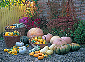 Various cucurbita on terrace in front of wall