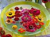 Flowers of Zinnia (Zinnia) in green shell