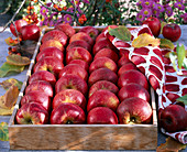 Malus 'Topaz' (Äpfel) in flacher Obststeige, Tuch mit Apfelmotiv, Herbstlaub