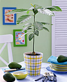 Persea in checkered planter on the table, bowl of guacamole