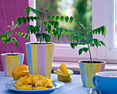 Young Averrhoa carambola (carambola, starfruit) plants