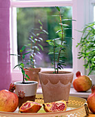 Punica (Granatapfel) in Terrakottatöpfen, ganze und aufgeschnittene Früchte
