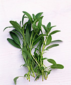 Lepidium sativum (Gartenkresse)