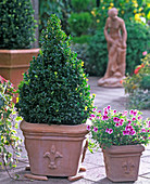 Buxus (box) pyramid in terracotta pot