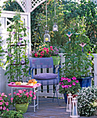 Ipomoea tricolor (showy bindweed), Pelargonium (geraniums)