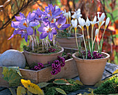 Crocus speciosus 'Cassiope' und Crocus ochroleucus