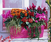 Cyclamen (cyclamen), Skimmia reevesiana (fruit scoop)