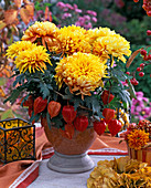 Chrysanthemum grandiflorum (großblumige Deko-Chrysantheme)