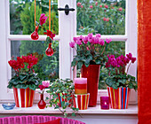 Cyclamen persicum (Alpenveilchen), Hedera (Efeu) auf der Fensterbank, Kerzen