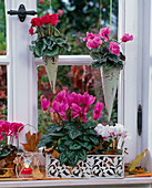 Cyclamen persicum (cyclamen) in tray and pointed hanging vases in window