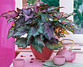 Begonia rex - Hybride (Blattbegonie) auf dem Tisch, rosa Teegeschirr
