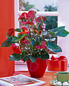 Anthurium andreanum in red planter on the table, book