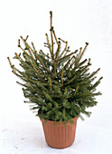 Picea abies (Rot - Fichte) als Freisteller