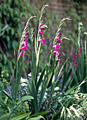 Gladiolus communis (gladioli)