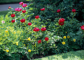 Paeonia lutea und peregrina (Pfingstrosen)