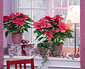 Euphorbia pulcherrima 'Freedom Pink' (Weihnachtsstern) , Hedera (Efeu)