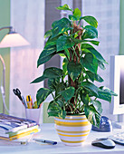 Epipremnum pinnatum (Efeutute) in geringeltem Übertopf im Büro, Bücher, Stifte