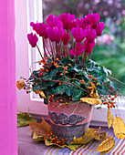 Cyclamen persicum (Alpenveilchen), dekoriert mit Rosa (Hagebutten)