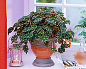 Begonia boweri 'Tiger' (Wimpern-Begonie) auf der Fensterbank, Laterne