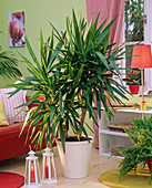 Yucca in white planter in the living room, shelf, red sofa, lantern