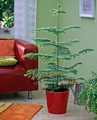Araucaria (Zimmertanne) in rotem Topf auf dem Boden im Wohnzimmer, rotes Sofa